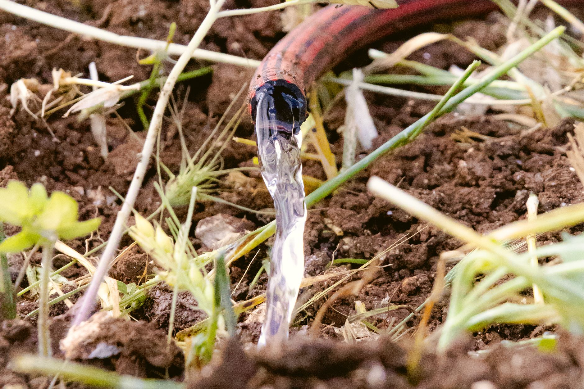 Close-up of a garden hose watering the soil among plants.