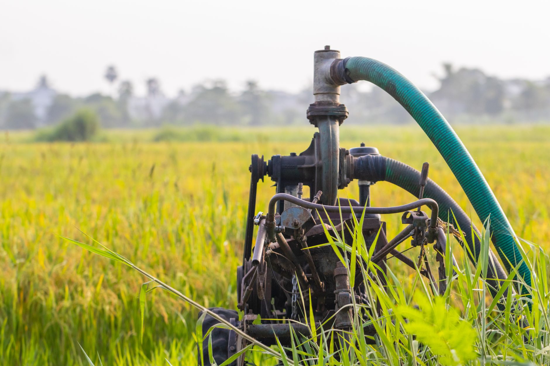 A water pump in a lush green field in rural Surat, India, highlights modern irrigation.