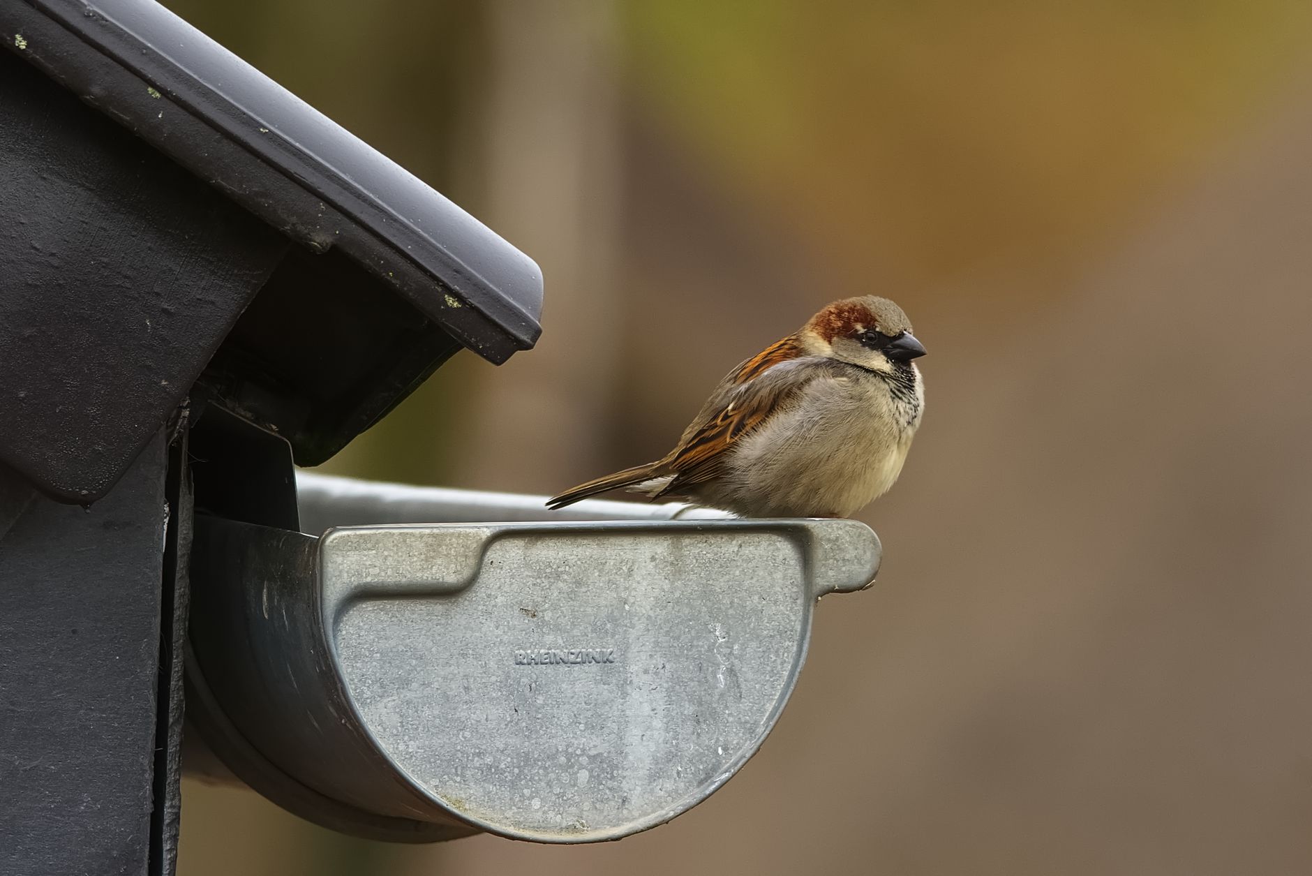 A house sparrow sitting on a metal gutter with a blurred natural background.
